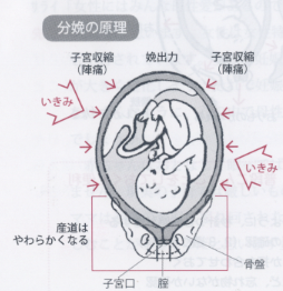 陣痛とお産の進行 やさしいお産 楽しく子育て